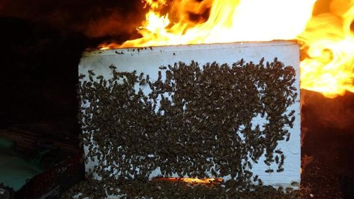 Yangın kovanlara sıçradı, binlerce arı kurtarılamadı