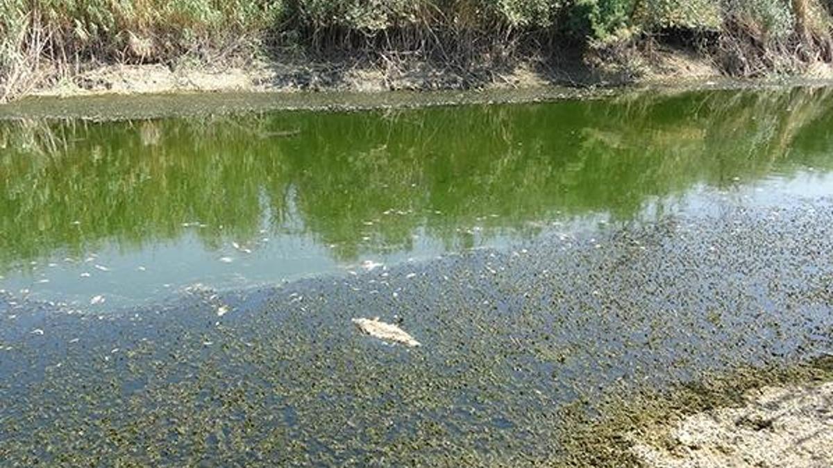 Büyük Menderes eski yatağında binlerce balık telef oldu
