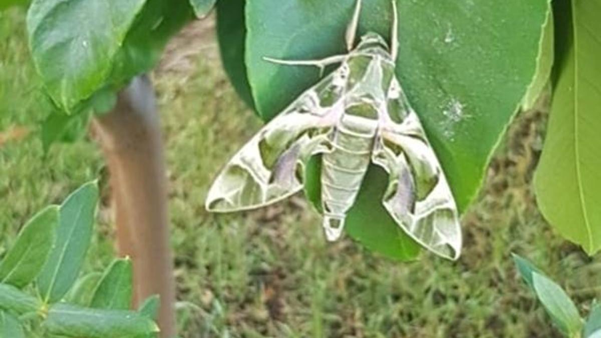 Milas'ta görüntülendi! En hızlı kanat çırpan tür: 'Çok şaşırdık'