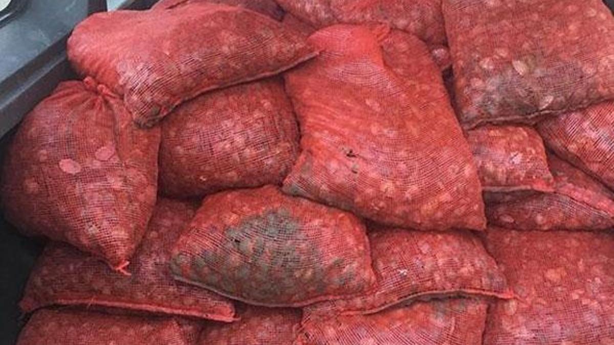 İstanbul'da dev operasyon! 1 ton canlı midye ele geçirildi