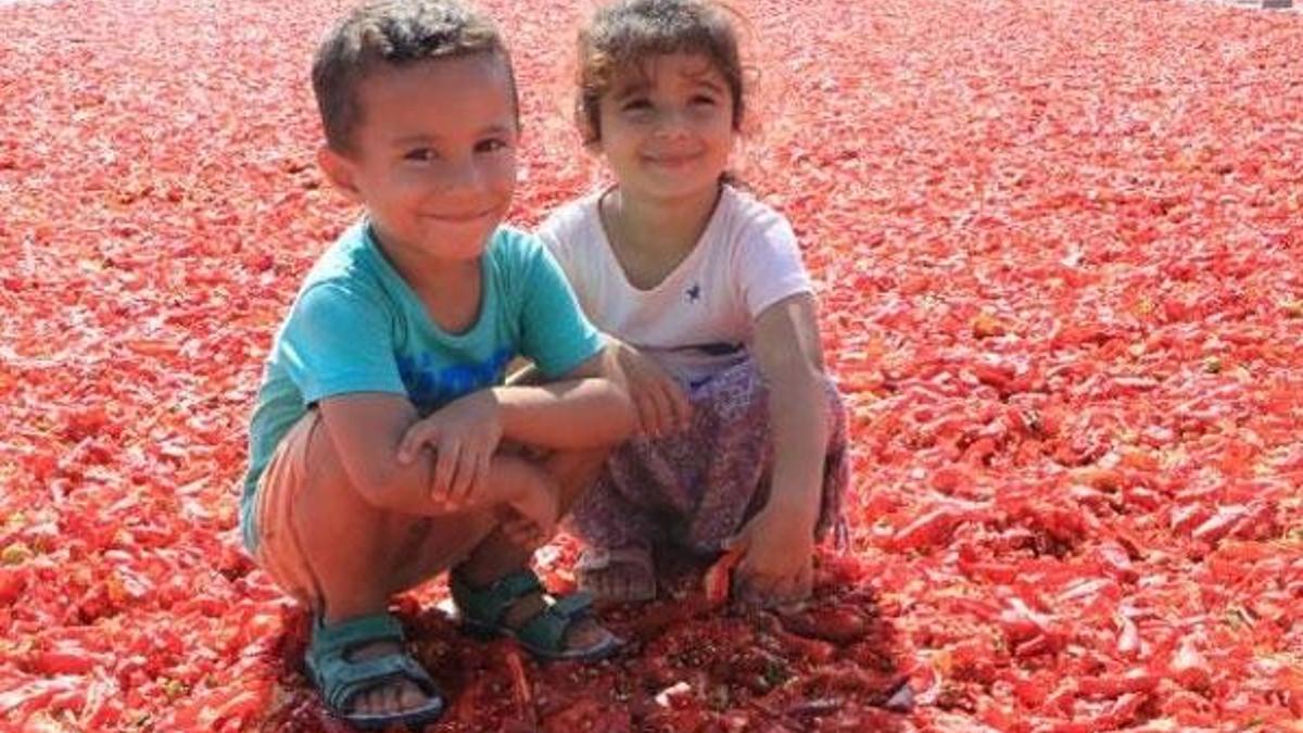 Şanlıurfa'da, 'acı' mesaisi başladı