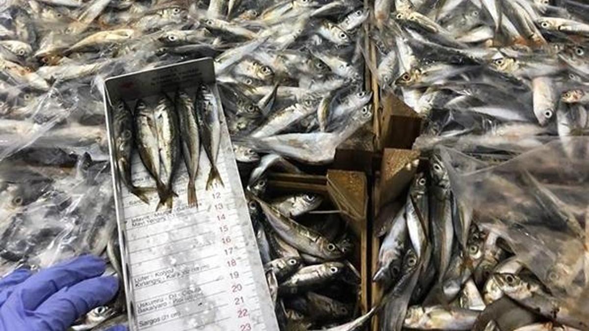 Bakanlık duyurdu! Marmara Denizi için flaş karar, tamamen yasaklandı