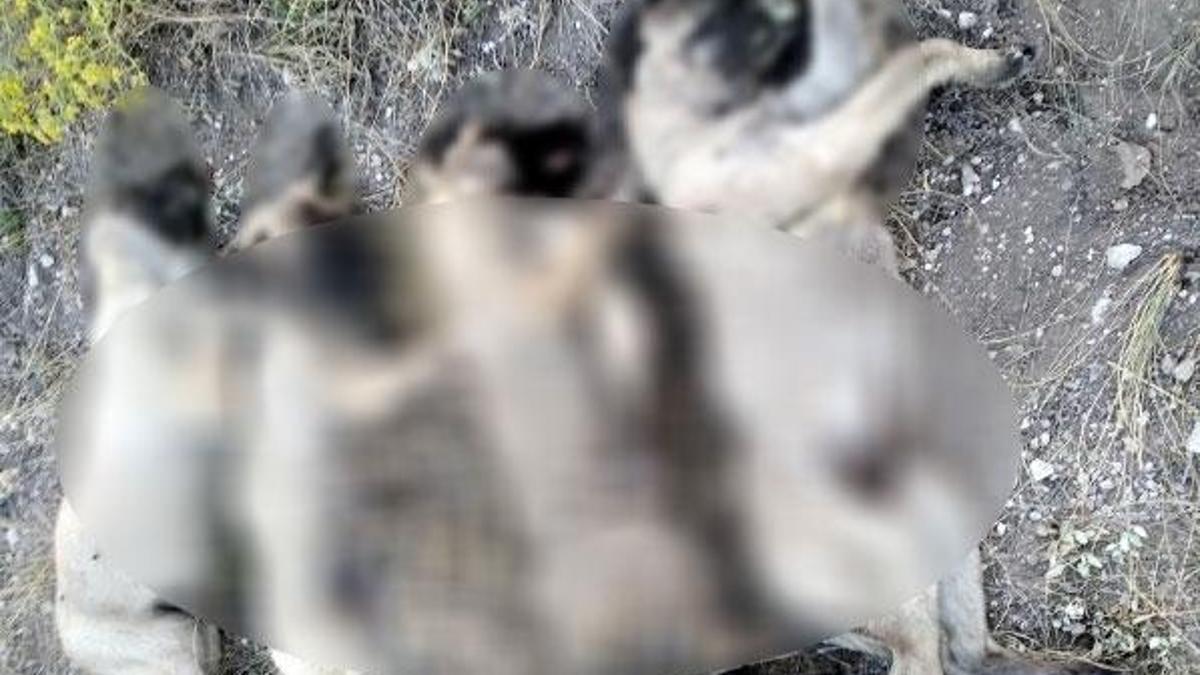 Ankara'da yan yana dizilmiş köpek ölüleri bulundu