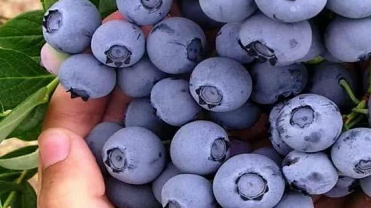 Yaban mersini ne kadar tüketilmeli? Yaban mersini ne kadar tüketilmeli, zararları nelerdir?