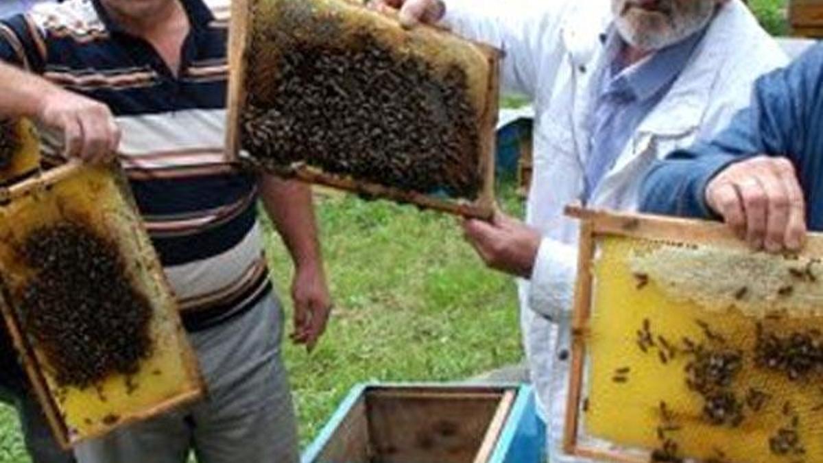 Kilosu 1200 lira! Almak için bir önceden sıraya giriyorlar