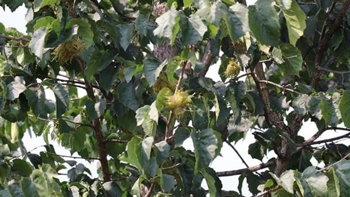 'Türk fındığı'nın genleri Bolu'da koruma altında