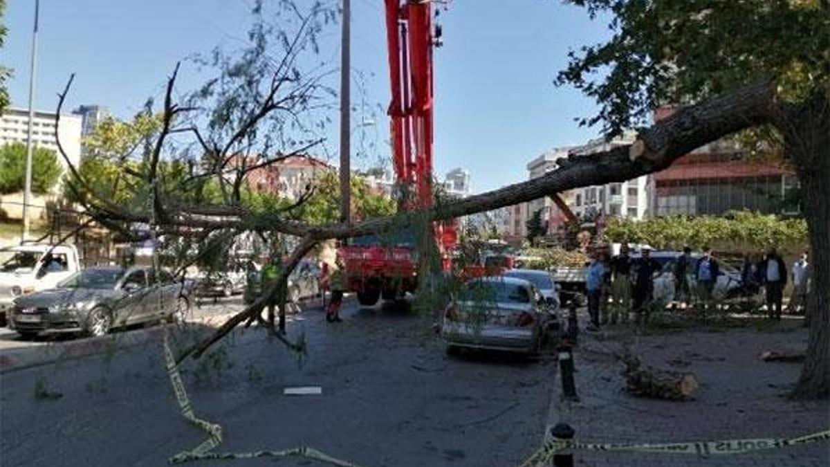 İstanbul'da ağaçlar devrildi! Korku dolu anlar yaşandı