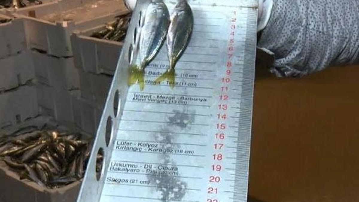 Balık haline boy baskını: 8 ton 795 kilogram balığa el konuldu