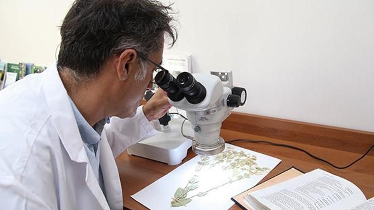 Sivas'ta yeni endemik bitki türü keşfedildi