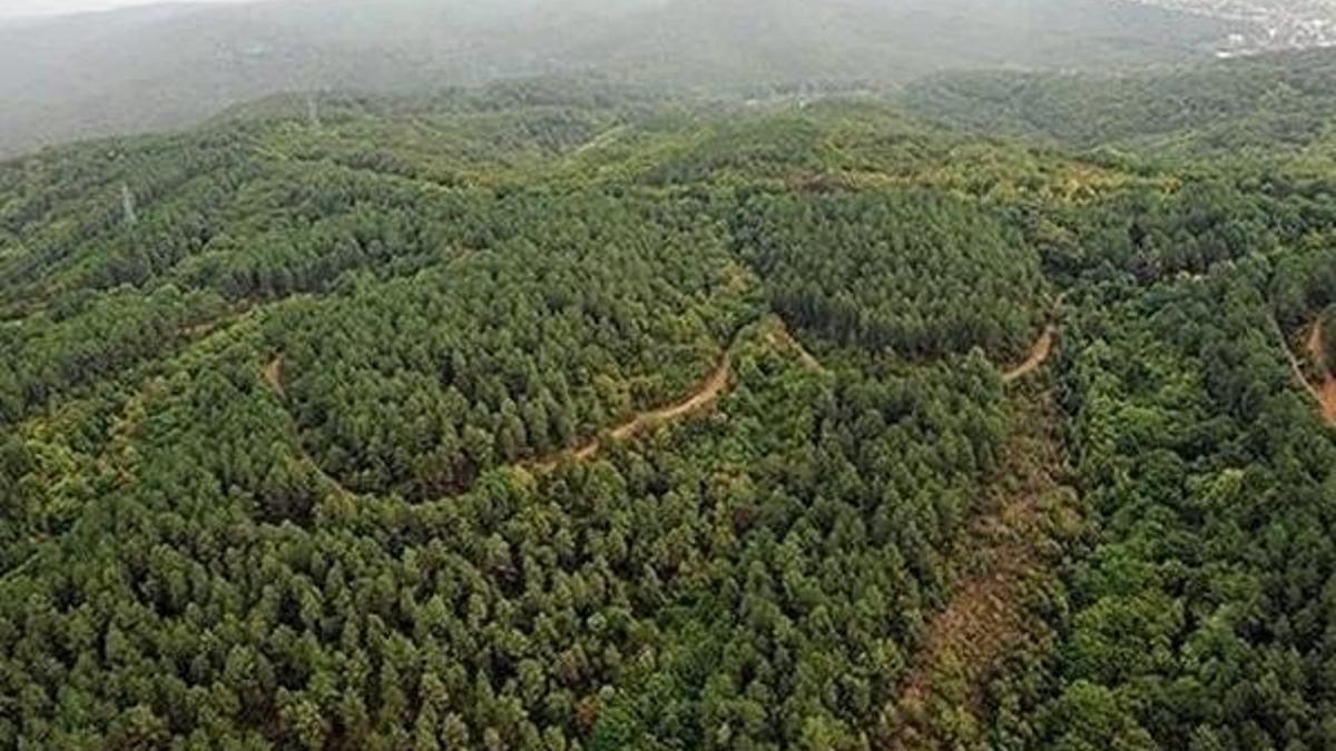 Muğla'da ormanlara giriş yasağı 1 Ekim'e  uzatıldı