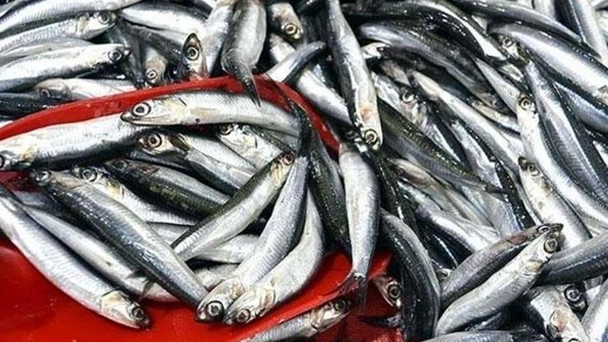 Fiyatı yarı yarıya düştü! 20 liraya satılıyor, daha da ucuzlayacak