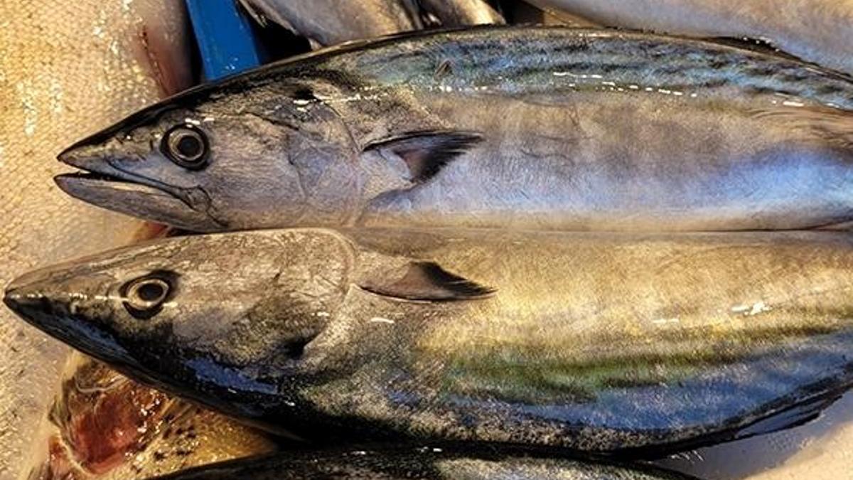 Palamut bolluğu yaşanıyor! Tanesi 15 liraya satılıyor
