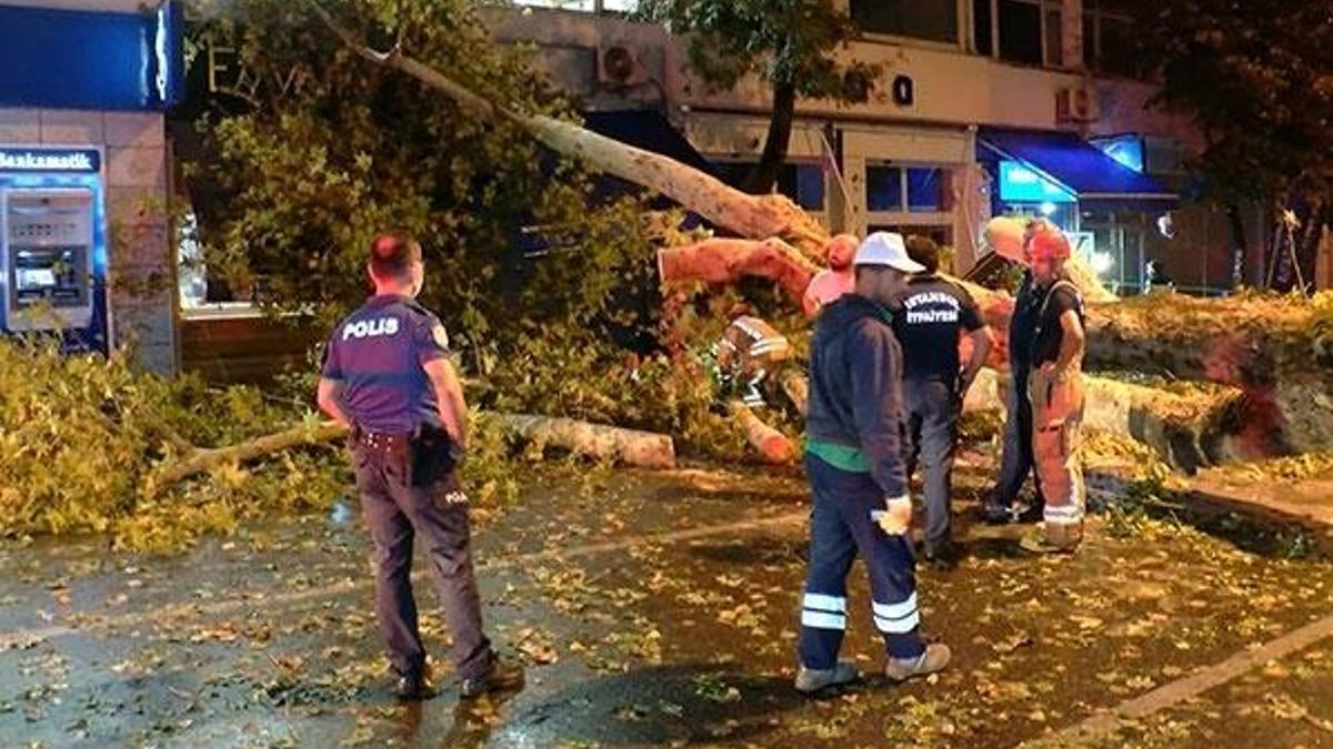 Beykoz'da tarihi çınar devrildi, sahil yolu trafiğe kapandı