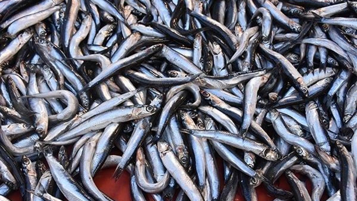 Fiyatlar düşüşe geçti! Kilosu 30 lira oldu, daha da düşecek