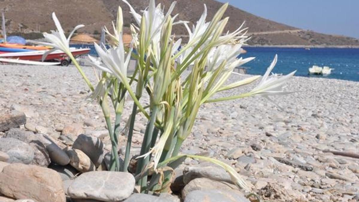 Kum zambakları açtı! Koparana 80 bin 465 lira ceza...