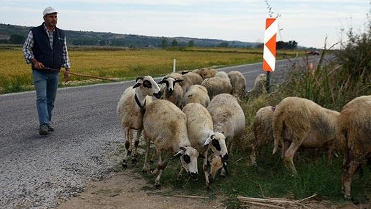 O ilimizde 'tehlikeli hastalık' alarmı! Çok sayıda köy karantinada