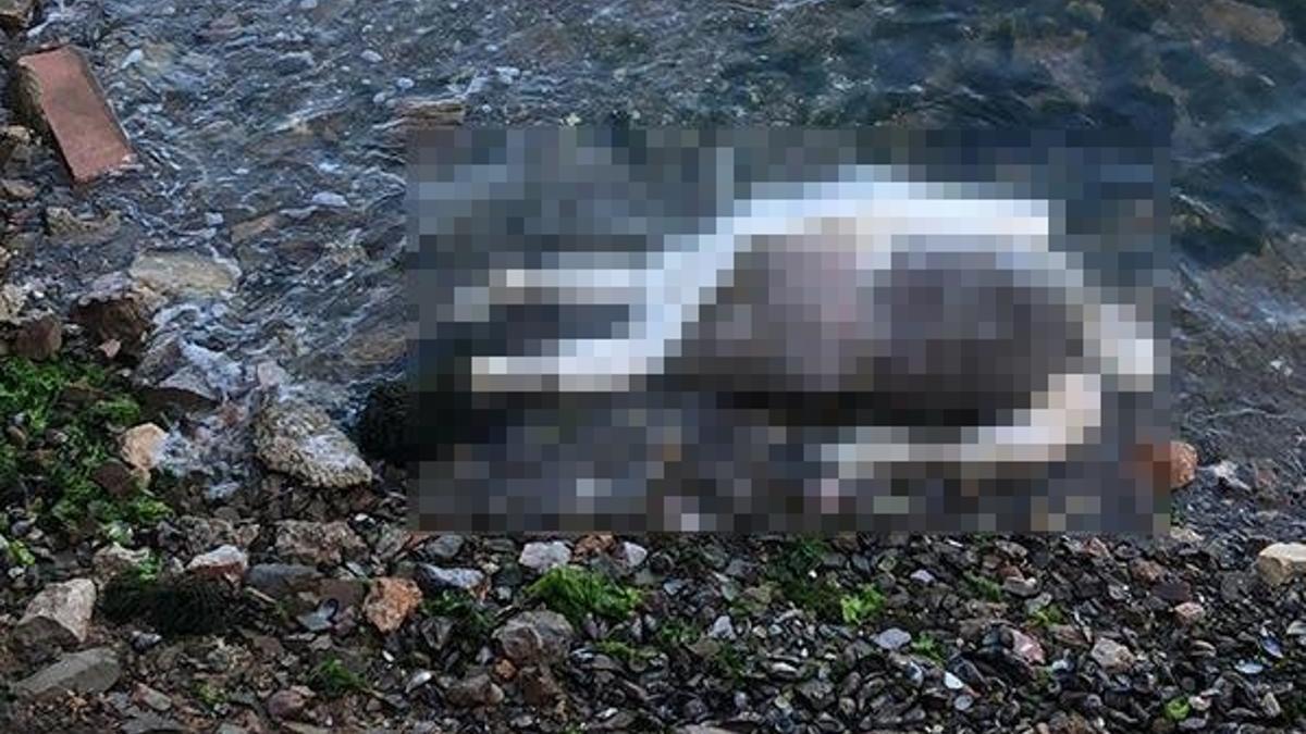 Ceset bulundu! El ve ayakları plastik kelepçeyle bağlı, işkence izleri...