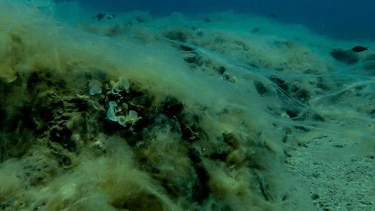 Mersin'de müsilaja karşı çalışma