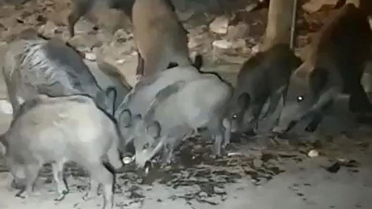 Muğla'da yaban domuzları şehre indi! Vatandaşlar elleri ile besledi...