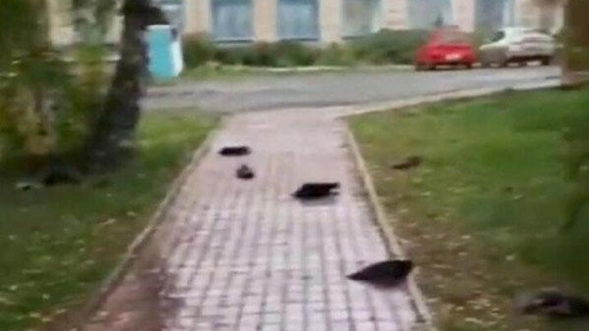 Rusya'yı dehşete düşüren olay! Yüzlerce ölü kuzgun yere düştü....