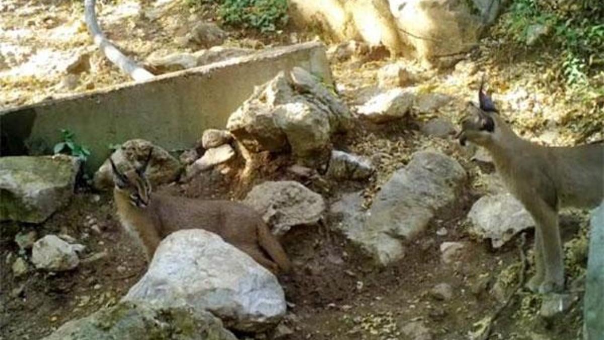 'Ormanın hayalet kedisi' Antalya'da görüntülendi