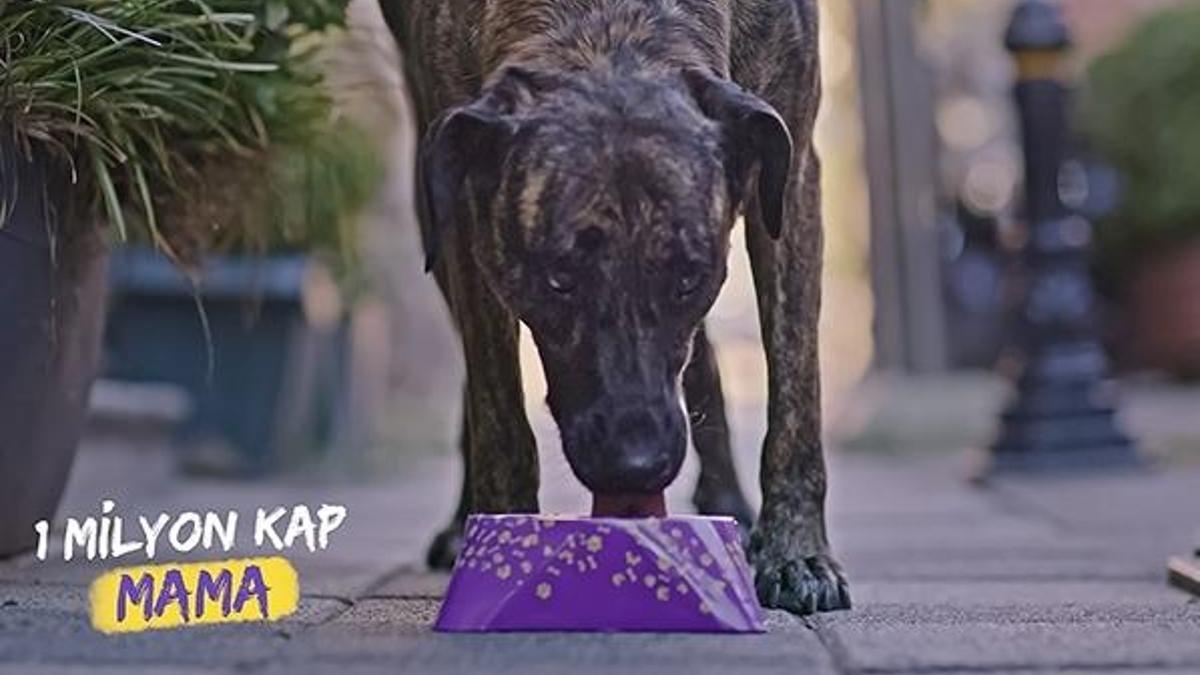 Sokak ve barınak hayvanları için 1 milyon kap mama