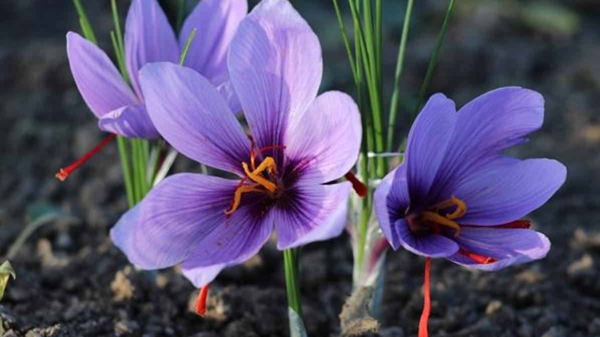 Kilogramı 50-60 bin lira! 'Mucize bitki' çiçek açtı