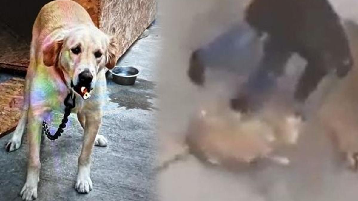Köpeğe şiddet uygulayan şüpheli gözaltına alındı