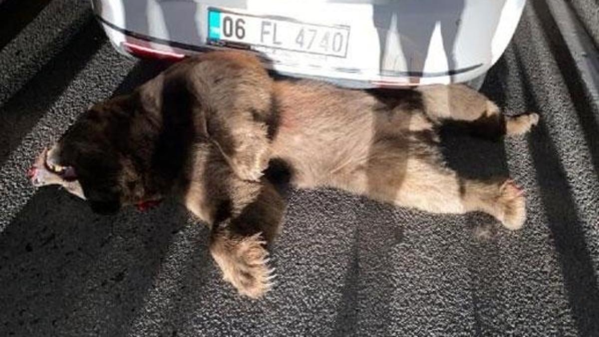 Bursa'da otomobilin çarptığı ayı öldü
