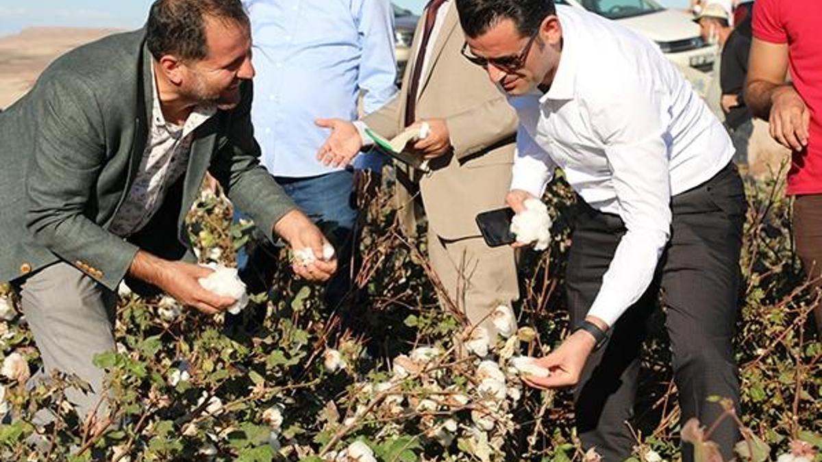 Diyarbakır'da 'beyaz altın' pamuk hasadı başladı