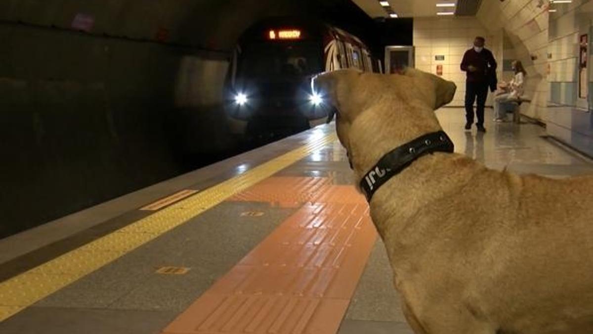 Dünya gezgin köpek Boji’yi konuşuyor