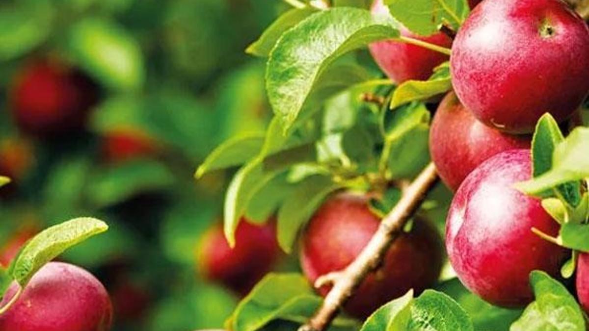 Kilosu tarlada 1.75 markette 9 lira! Büyük isyan