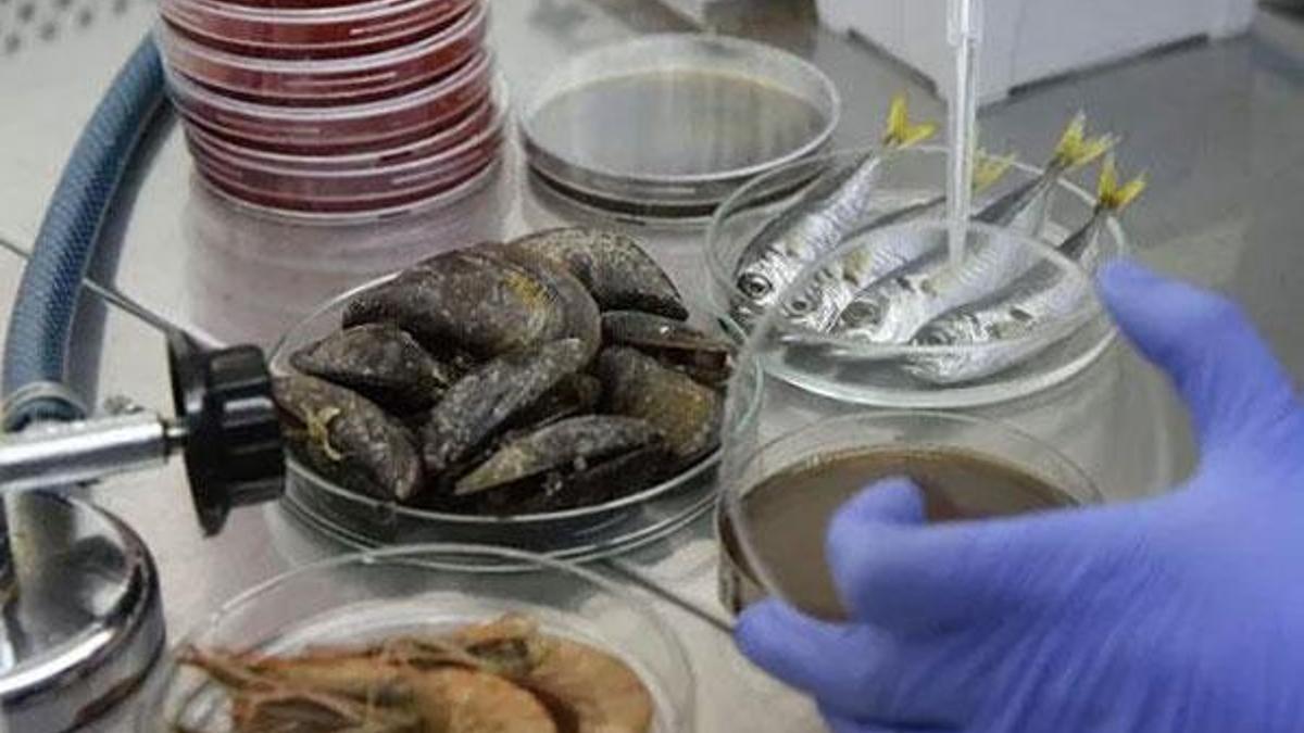 Bu balıklardan uzak durun! Müsilaj sonrası kritik uyarı