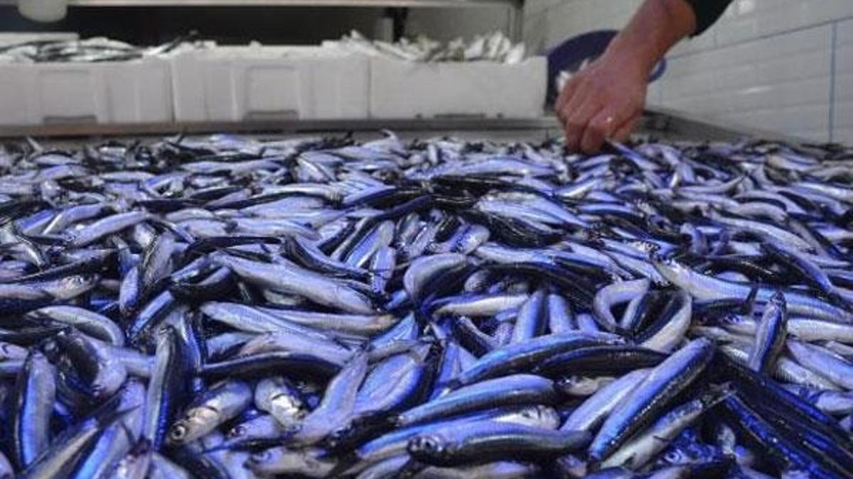 Hamsi tezgahta yerini aldı! Kilosu 25 lira