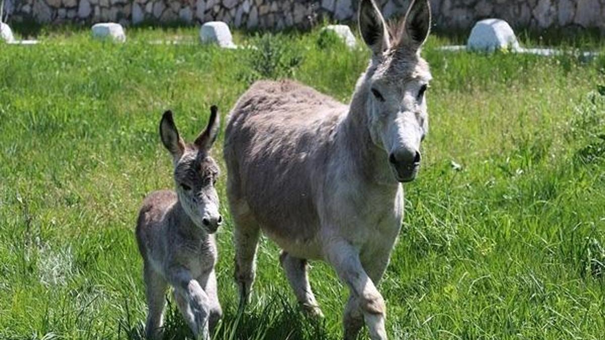Eşek sütü haram mı helal mi? Diyanet'ten eşek sütü açıklaması!