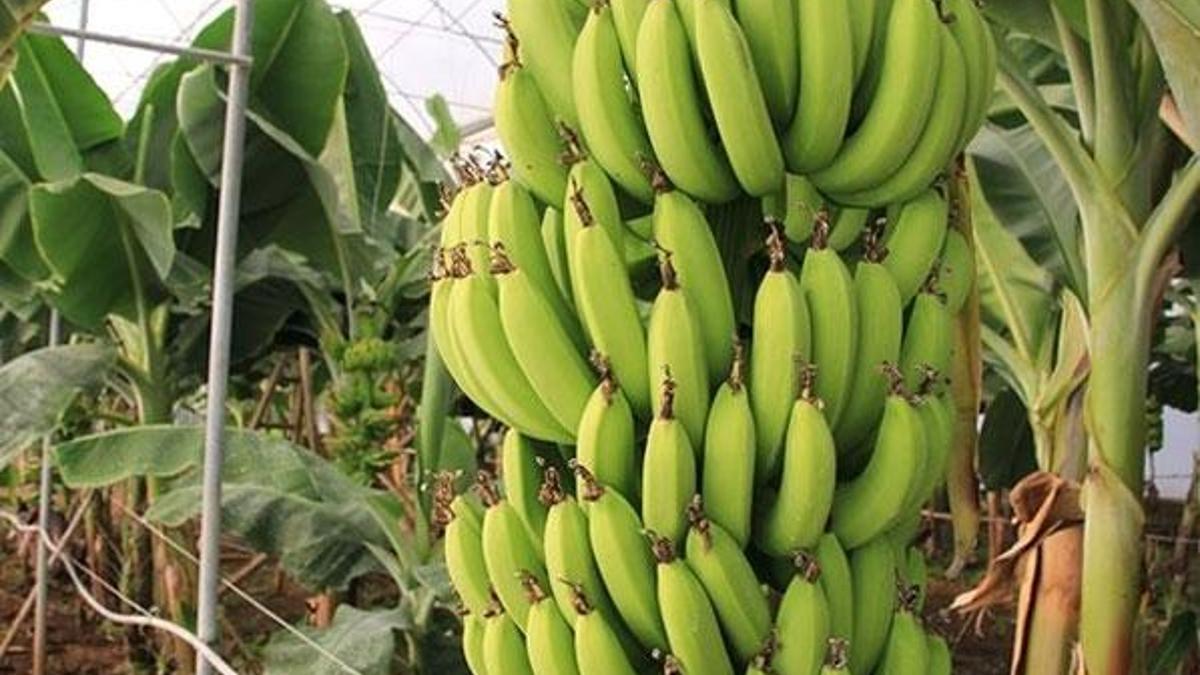 Dalında 6 lira, markette 15 lira! Üretici isyan etti