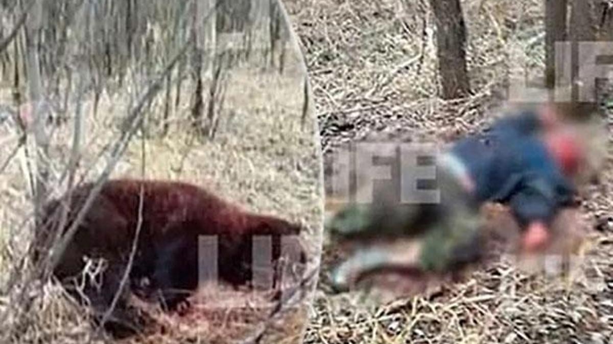 Rusya'da dehşete düşüren olay! Arkadaşını öldüren ayıyı dövüşerek etkisiz hale getirdi...