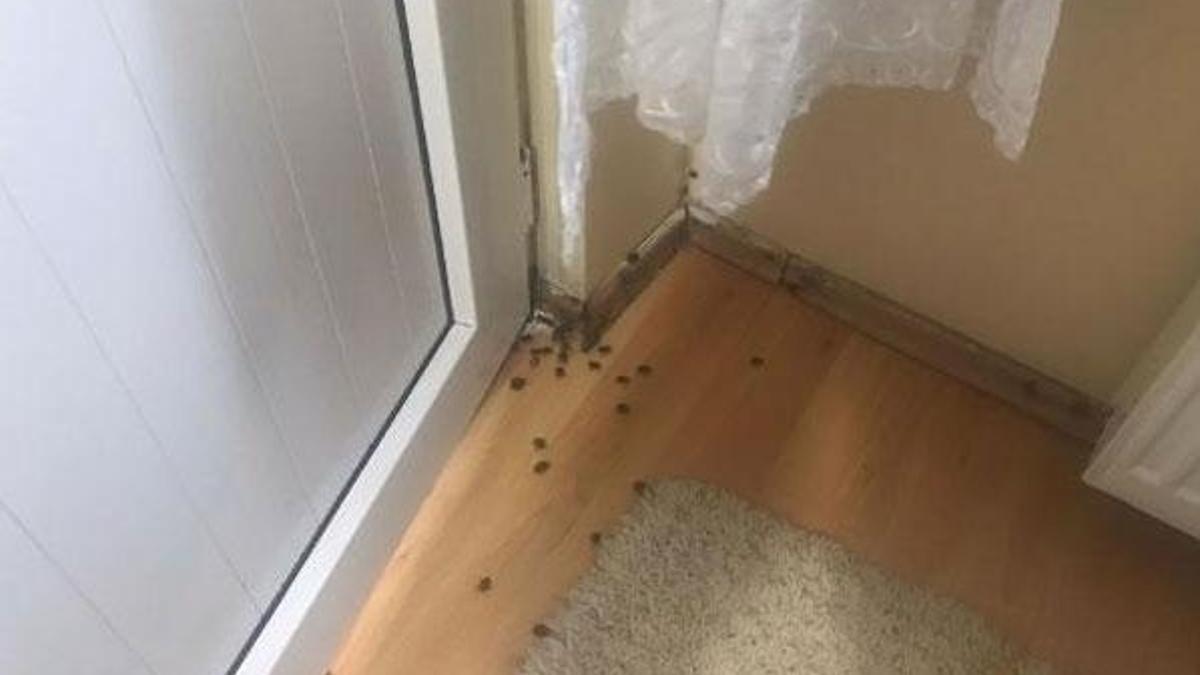 İstanbul'da kokarca böceği istilası!