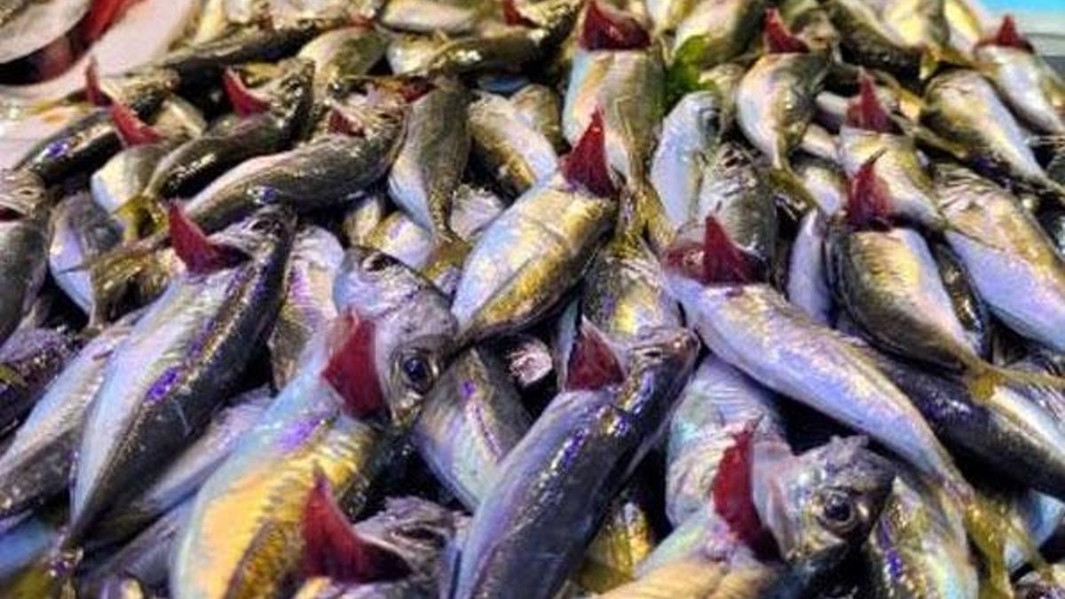 Hamsi avı azaldı, fiyatı arttı! Kilosu 20 lira