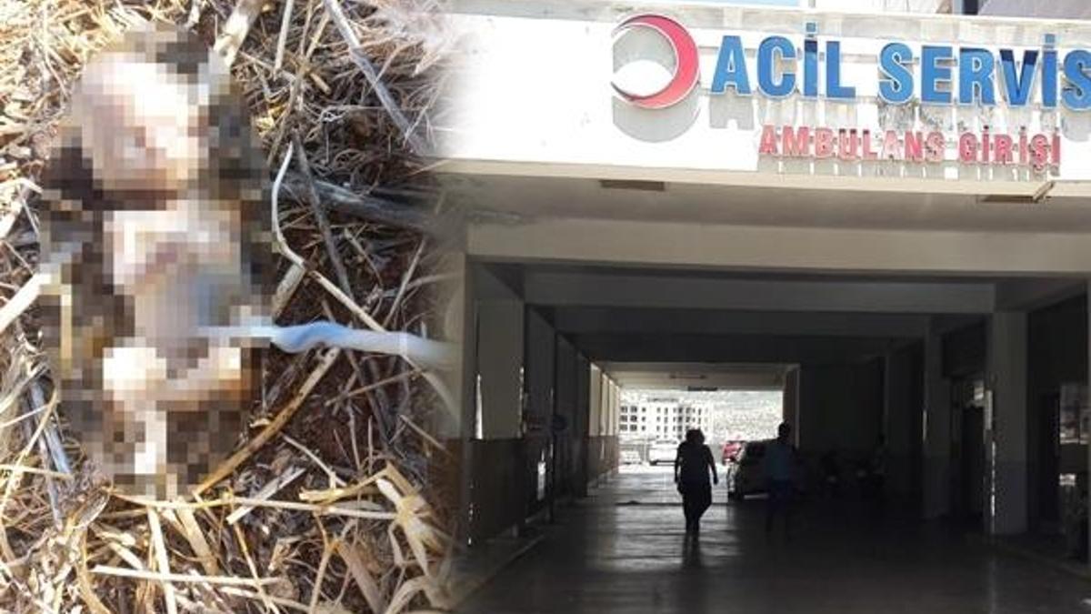 Mardin’de sır olay! Çobanlar buldu görenler hayrete düştü