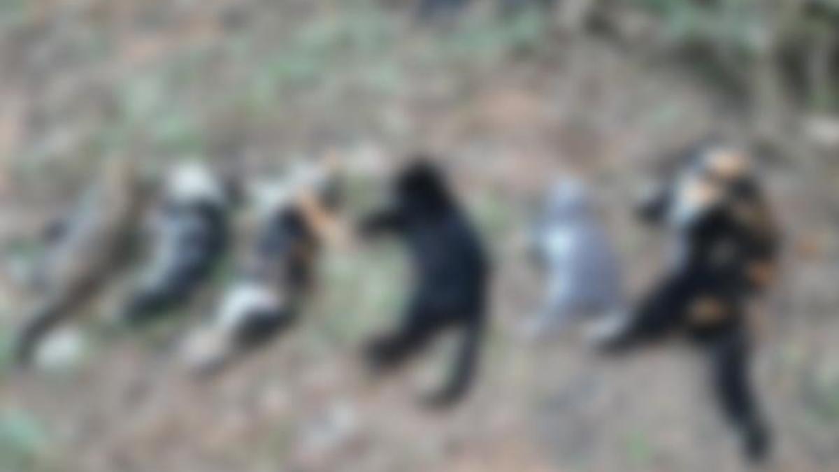 Bodrum'da 20 kedi ölü bulundu!