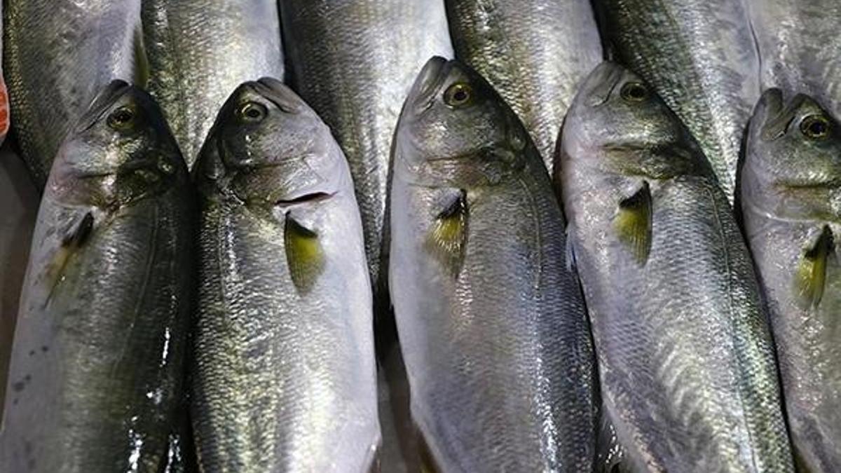 Mevsim geçişlerinde 'zengin balık’ tüketimi önerisi