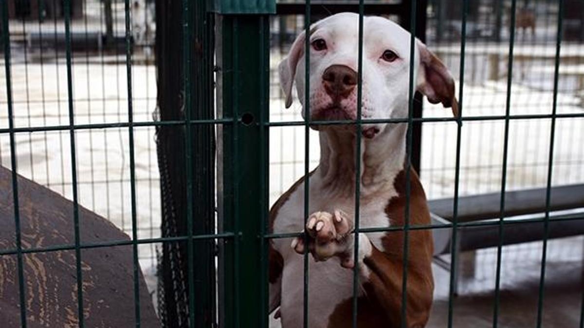 Edirne'nin 'yasaklı ırk köpekleri' ömür boyu barınak mahkumu