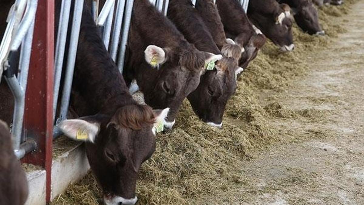 Bir senede yüzde 70 zam geldi! Fiyatlar uçtu