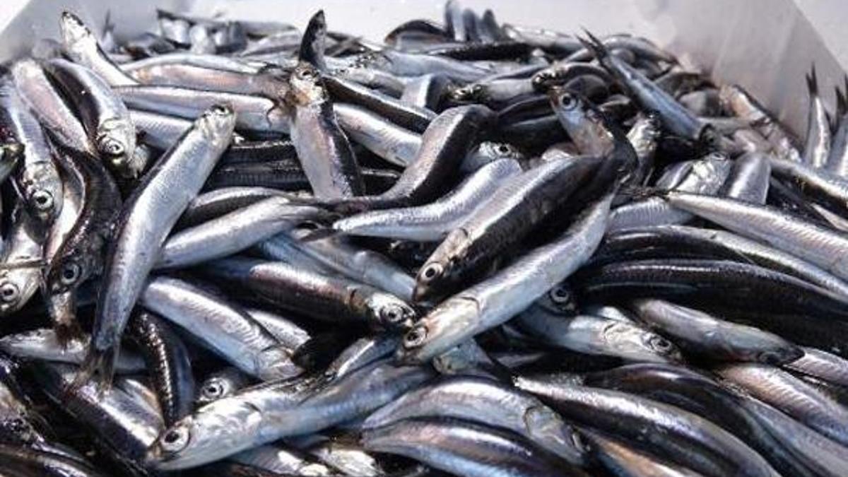Hamsi bolluğu yaşanıyor! Kilosu 10 liraya düştü