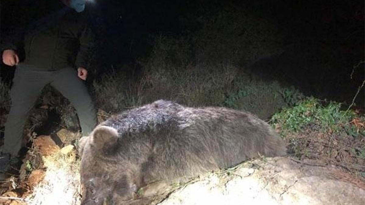 Marmaris'te, ormanlık alanda ölü ayı bulundu