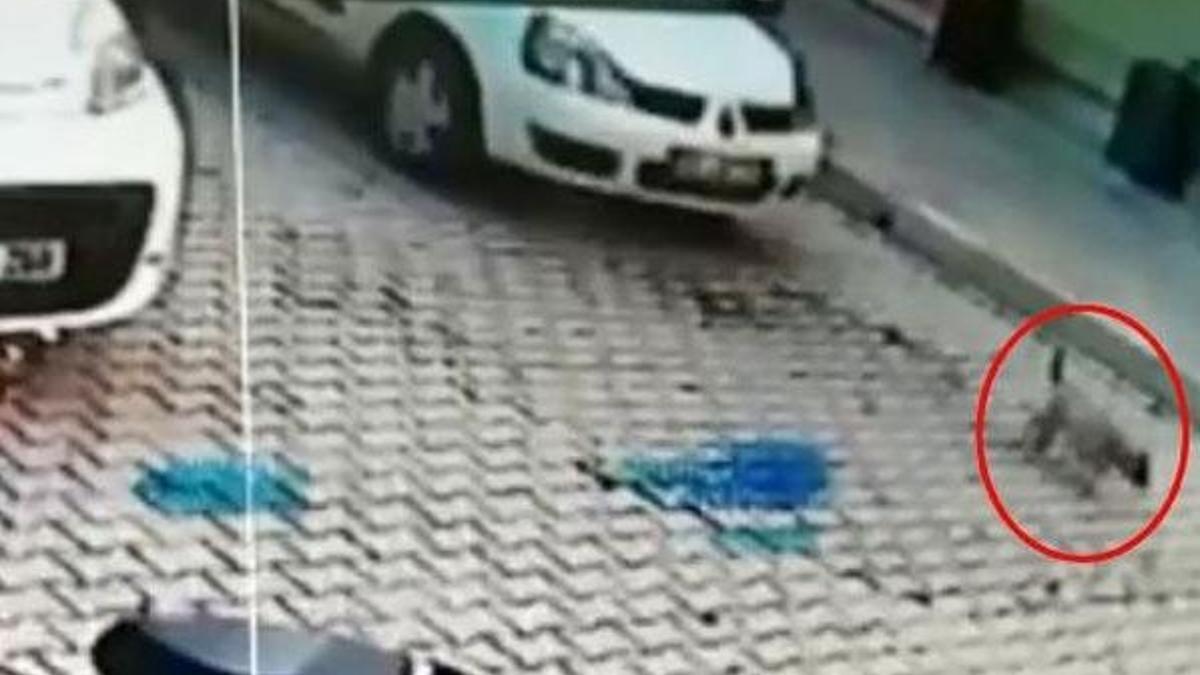Otomobilin üzerinden geçtiği yavru köpek öldü