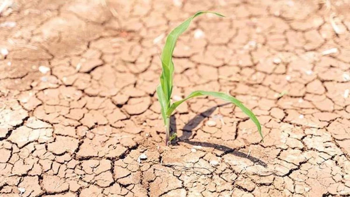 Kuraklık destekleri ne zaman ödenecek? Çiftçi kuraklık desteği 2021 ödeme tarihi belli mi?