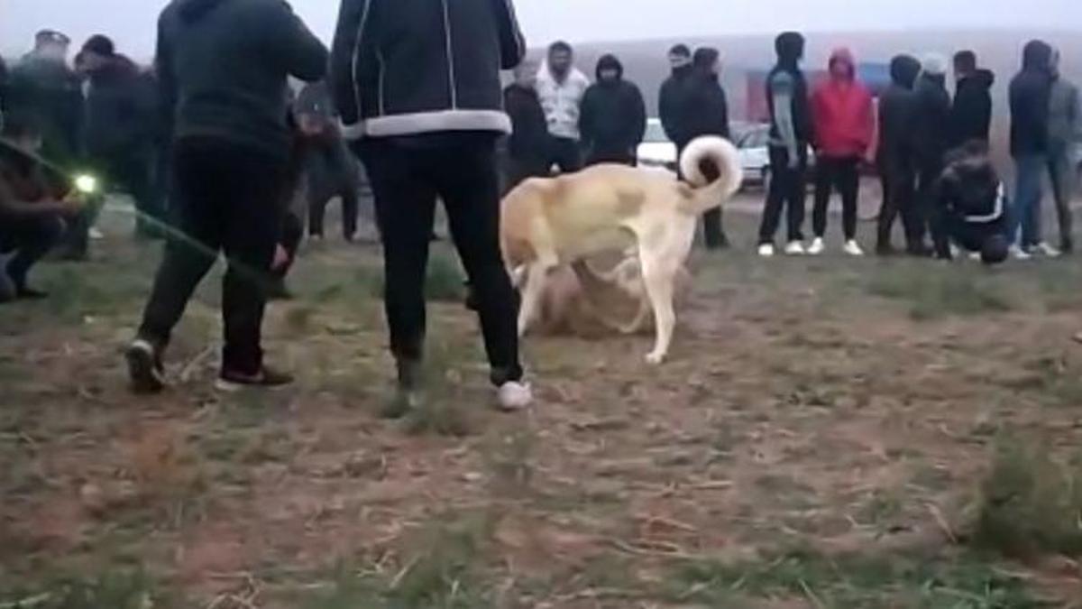 Köpek dövüşü operasyonu: 25 gözaltı