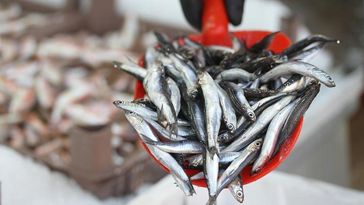 Hamsinin kilosu 10 liraya kadar düştü!